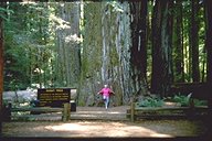 The Giant Tree : einer der gr&ouml;&szlig;ten Redwoods an der Alley of the Giants