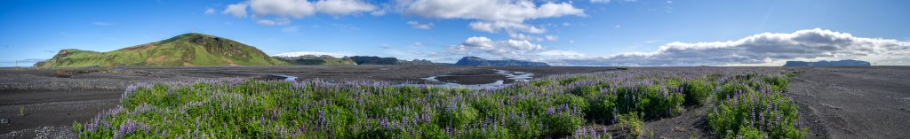 Weite Lupinenfelder bedecken die Sand- und Schotterflächen des vom Myrdalsjökull zum Meer reichenden Myrdalssandur, Island, Juli 2015.