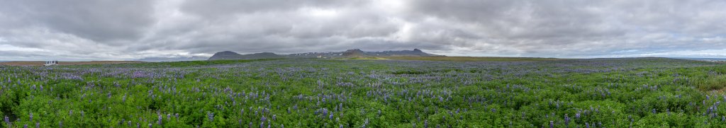 Die kleine Kirche Ingjaldsholskirkja bei Hellissandur im Nordwesten der Halbinsel Snæfellsnes ist umgeben von einem Meer von Lupinen, Island, Juli 2015.