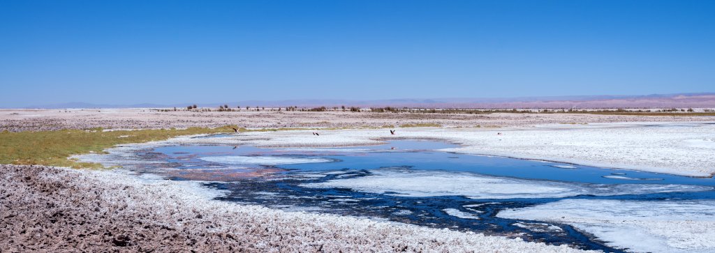 Fliegende Flamingos über der Laguna Tebinquinche im Salar de Atacama, Chile, November 2016.