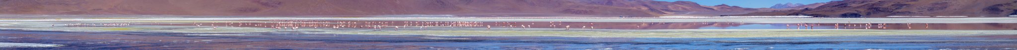 Am frühen Morgen tummeln sich Tausende von Flamingos auf der Laguna Colorada, Bolivien, November 2016.