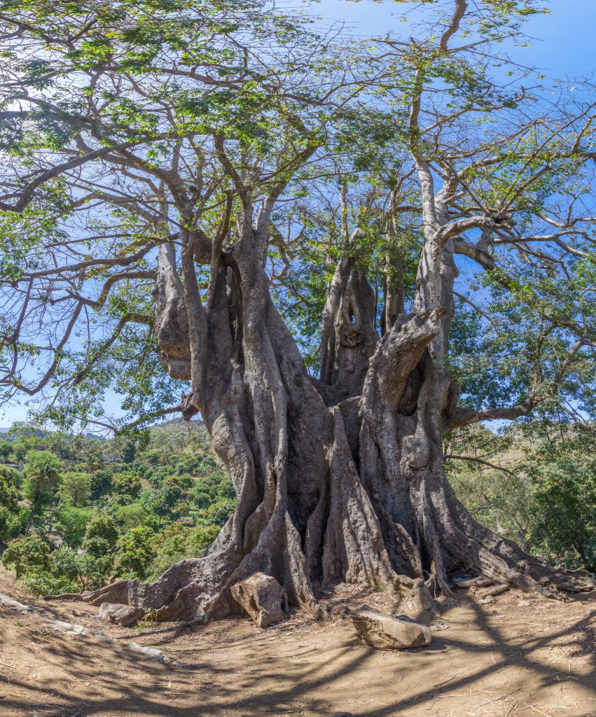 Vertikalpanorama des großen Kapok-Baums bei Assomada auf der Insel Santiago, dem wahrscheinlich größten und ältesten Baum der Kapverden, Kapverden, März 2016.