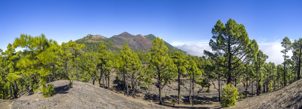 Im Aufstieg von Fuente de los Roques auf den Volcan Martin (1597m) fällt der kleine, bewaldete Gipfel des Fuego (1248m) sozusagen nebenbei mit ab, der uns den ersten Ausblick auf den vom Krater des Volcan Martin herunterziehenden Lavastrom gewährt, La Palma, Kanarische Inseln, Februar/März 2018.