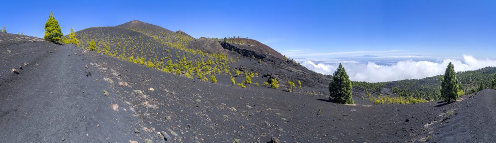 Der Aufstieg über die Südseite des Volcan Martin (1597m) bietet einen Blick in die Vulkanspalte aus der sich in früherer Zeit ein beachtlicher Lavastrom ergossen hat. Helles Kieferngrün steht in krassem Kontrast mit dem schwarzen Lavagrus, der die ganze Landschaft bedeckt, La Palma, Kanarische Inseln, Februar/März 2018.