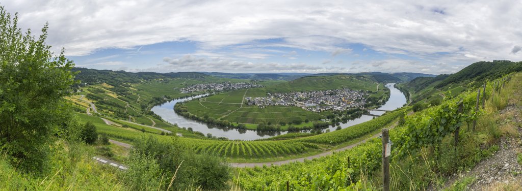 Mitten in den Weinbergen an der Moselschleife bei der Ortschaft Leiwen und mit Blick auf das im Moselbogen gelegene Trittenheim, Mosel, Deutschland, Juni 2020.
