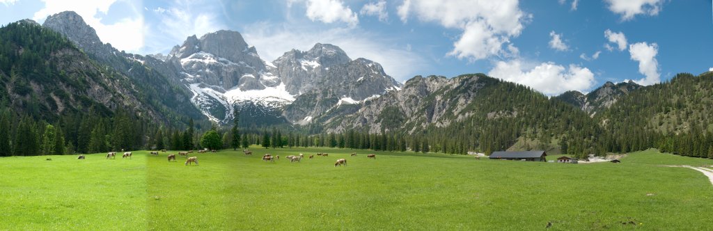 Rohntalalm mit Bergahornen und mit Blick auf die Östliche Karwendelspitze; Juni 2008