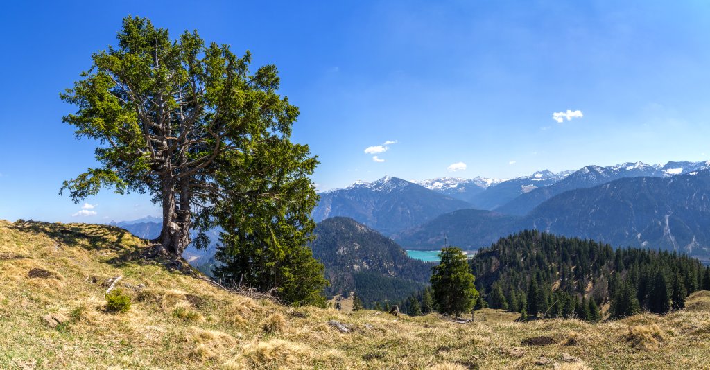 Beeindruckender Solitärbaum oberhalb der Staffelalm (1320m), Bayrische Voralpen, April 2017.