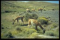 Guanacos in der Nähe des südlichen Parkeingangs in den Torres del Paine NP