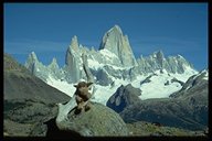 Elche am Monte Fitz Roy? Unser Bergelch mußte fürs Foto eingeklemmt werden, damit er nicht vom Winde verweht wurde.