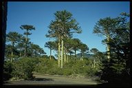 Der Conguillo Nationalpark ist geprägt von großen Araukarienwäldern