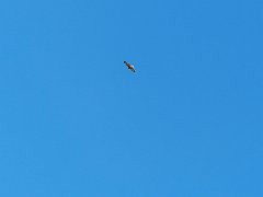Previous image