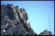 Gamsbock auf dem Weg zur Braunschweiger H&uuml;tte (Mainzer H&ouml;henweg, Teil 2)