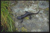 Bergsalamander - eine seltene Begegnung