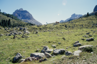 Haflinger vor der Conturines-Spitze